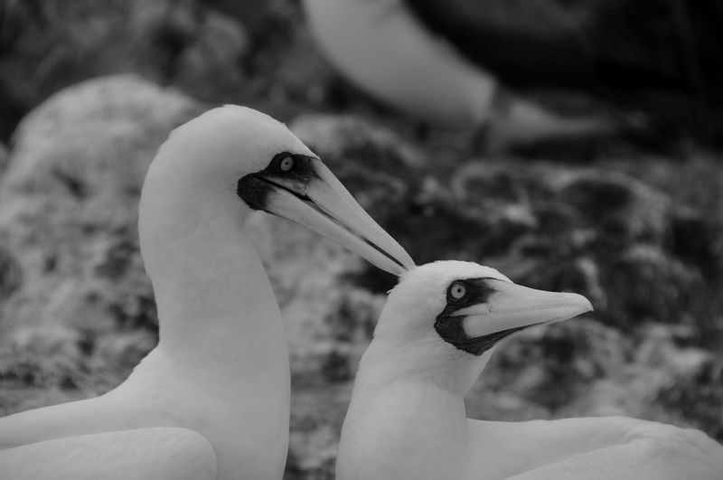 Close-up of masked boobies