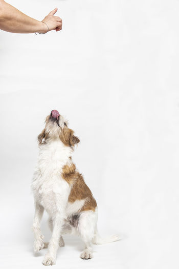 High angle view of dog against white background
