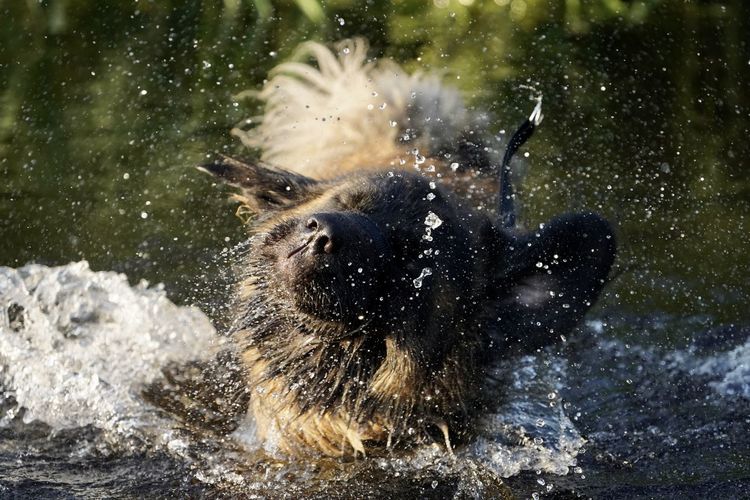 View of dog in water