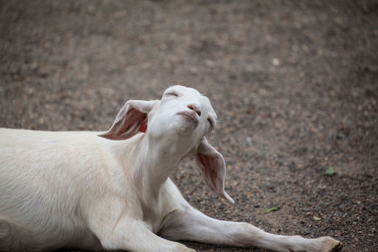 Goat relaxing on dirt road