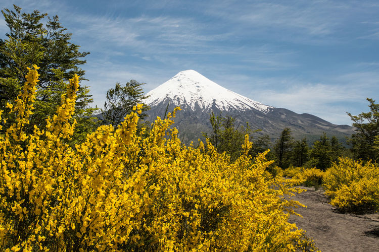 Yellow trees on mountain against sky