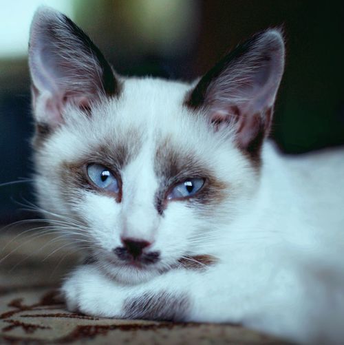 Close-up portrait of cat