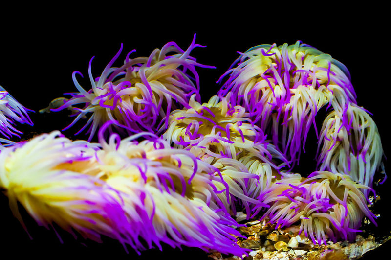 Close-up of multi colored flowers against black background