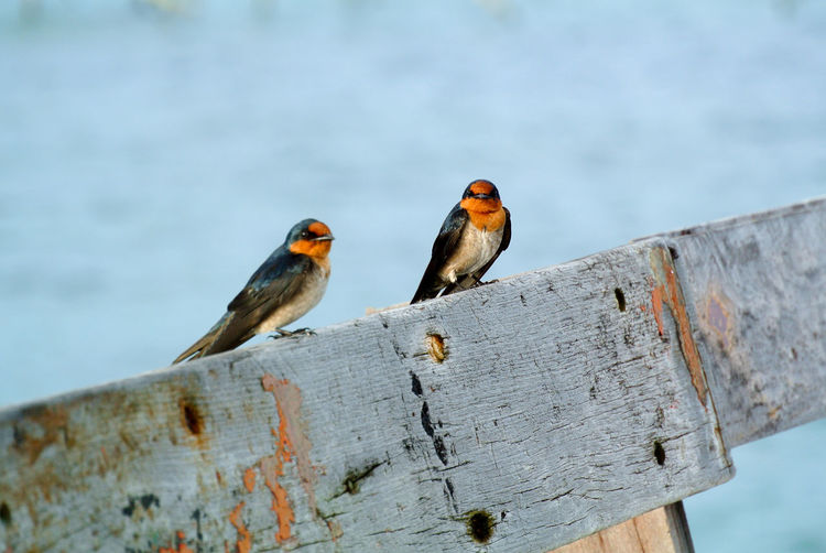 Birds standing on plank by the seashore.