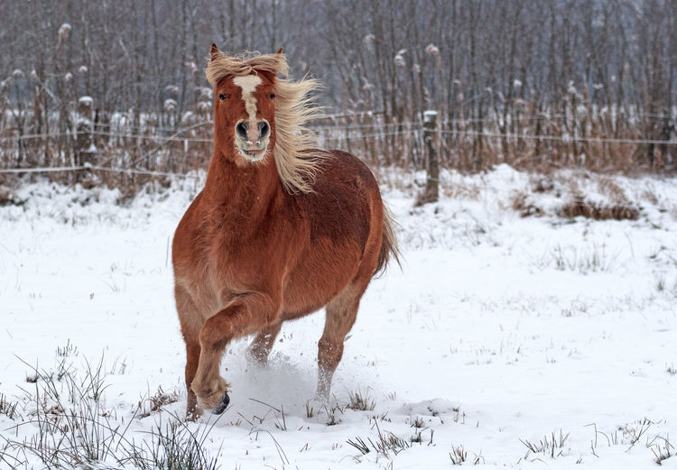 Horse running on snow field during winter
