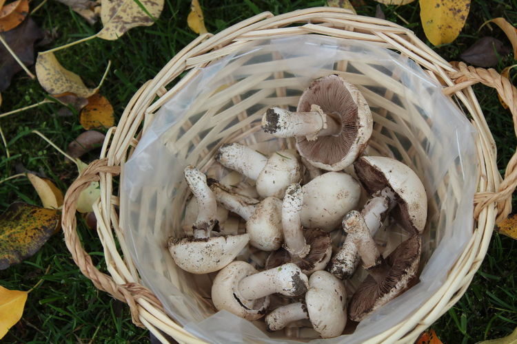 Fresh harvested champignon in a basket