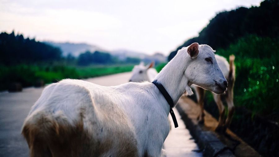 Close-up of goats against sky