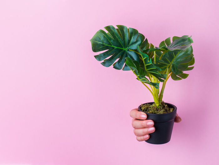 Close-up of hand holding plant