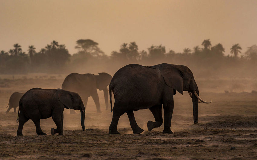 Elephants standing in a field