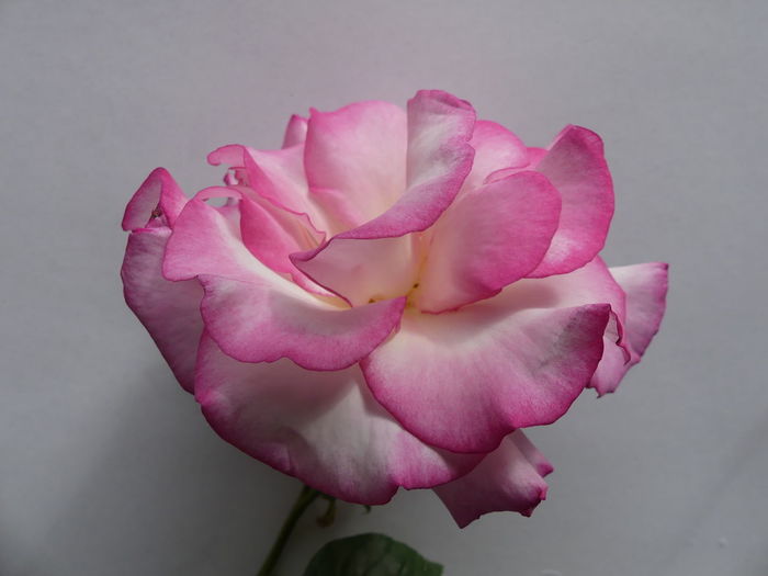 Close-up of pink rose against white background