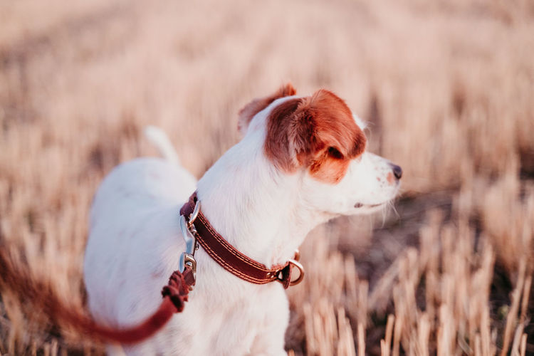 High angle view of dog on land