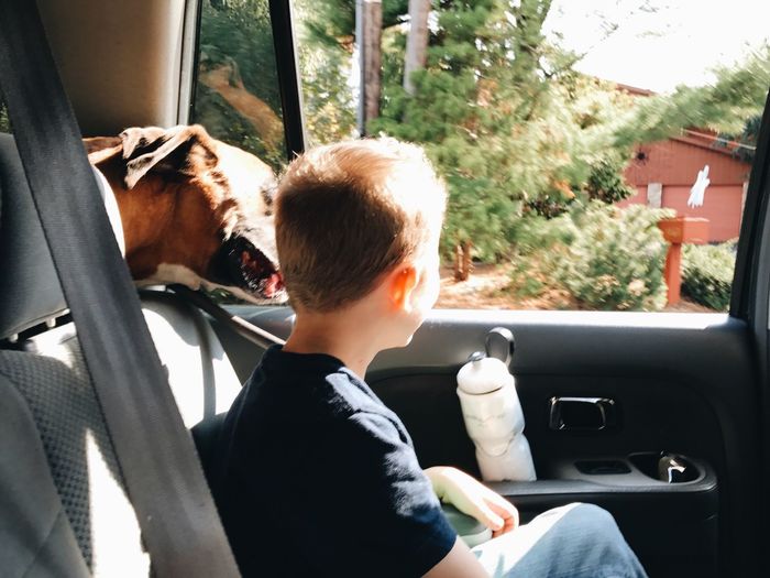 Rear view of boy with dog sitting in car