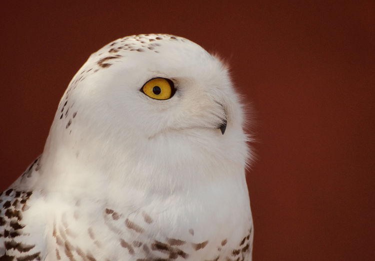 Close-up of white owl looking away