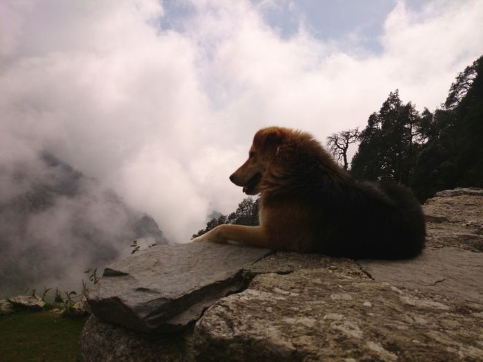 Dog sitting on rock against sky