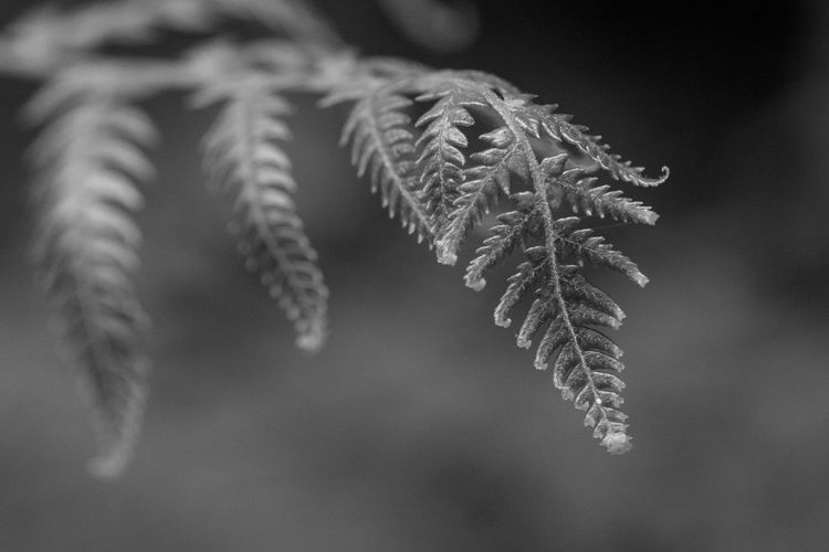Close-up of pine tree during winter