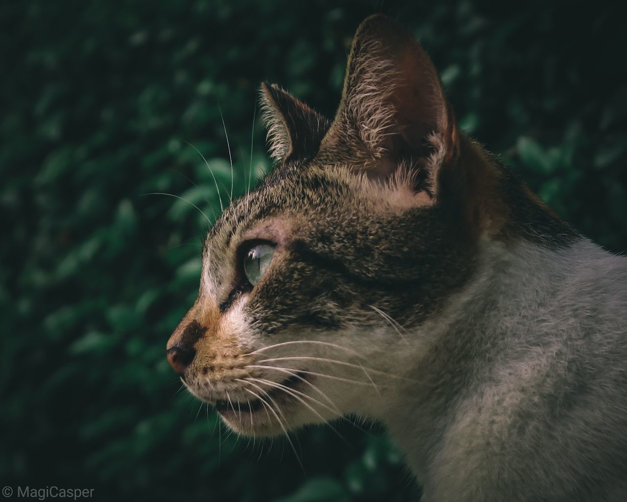 CLOSE-UP OF A CAT LOOKING AWAY OUTDOORS