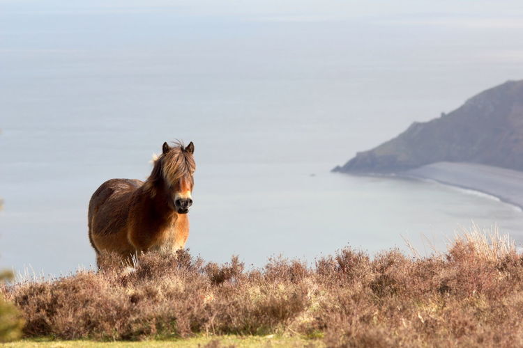 Exmoor pony, porlock hill. hurlstone point in the background, sommerset.