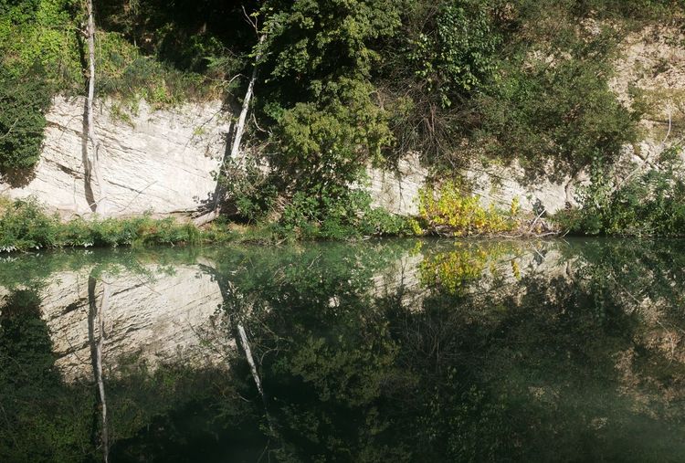 Scenic view of lake in forest