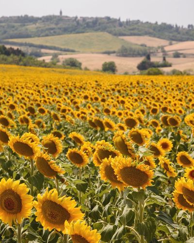 Sunflowers blooming in field