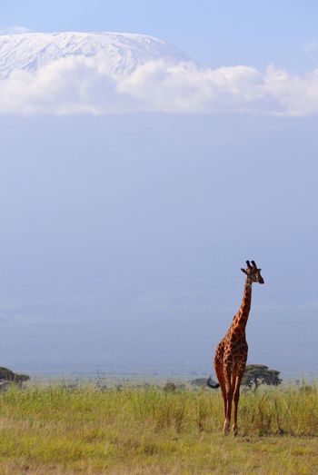 Giraffe on land against sky
