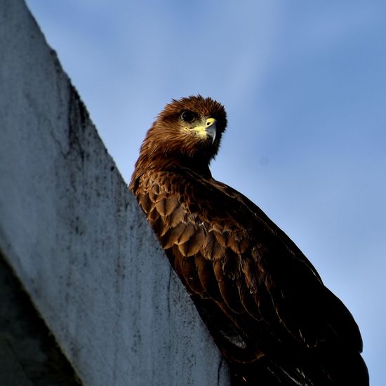 Low angle view of black kite looking away against sky