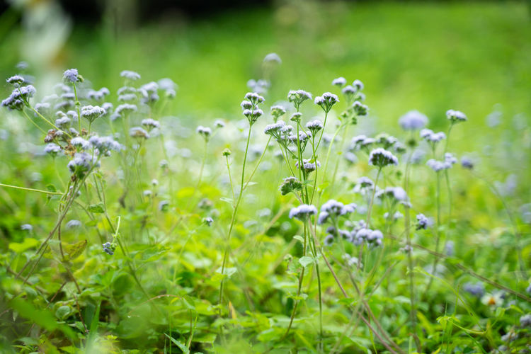 plant
