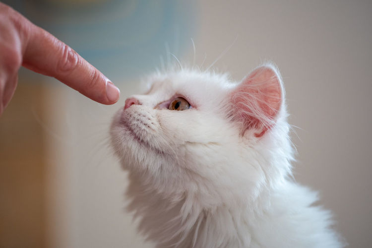 Close-up of a cat sniffing a finger