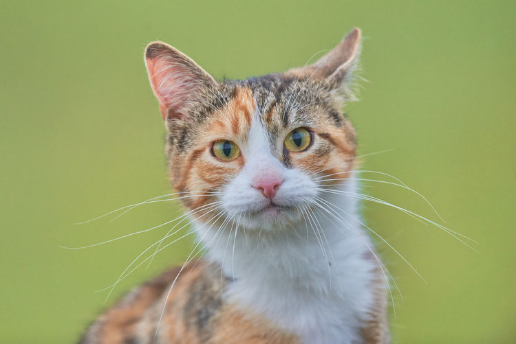 Close-up portrait of cat