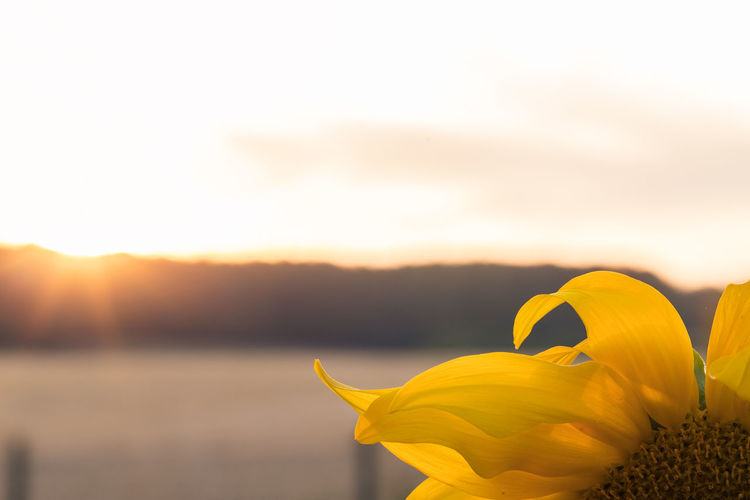 Close-up of yellow flowers blooming against sky during sunset