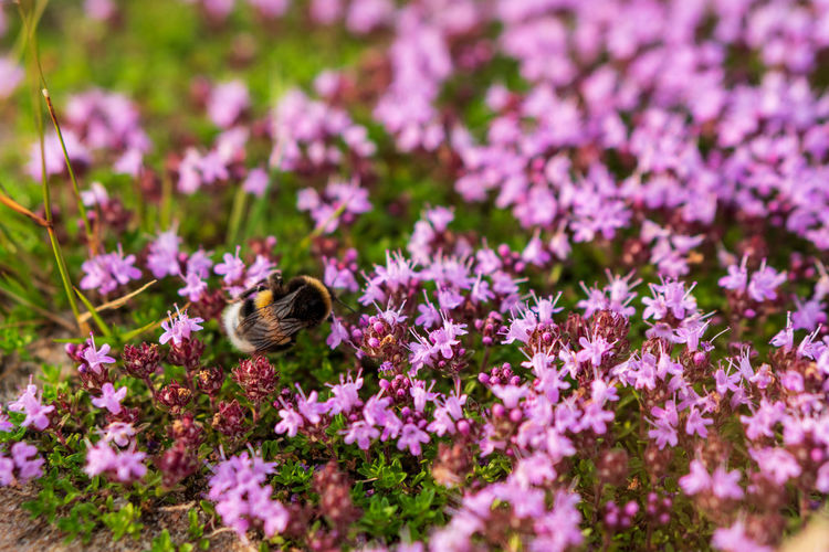 Close-up of bee pollinating on purple flower