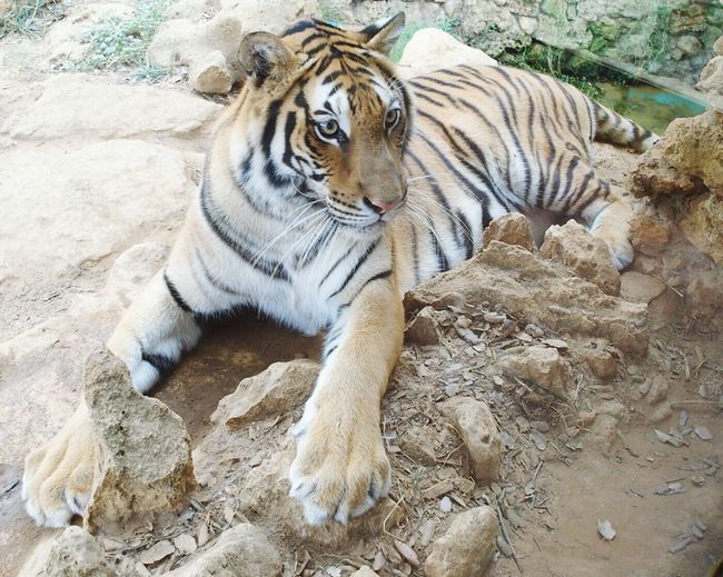 Tiger relaxing outdoors