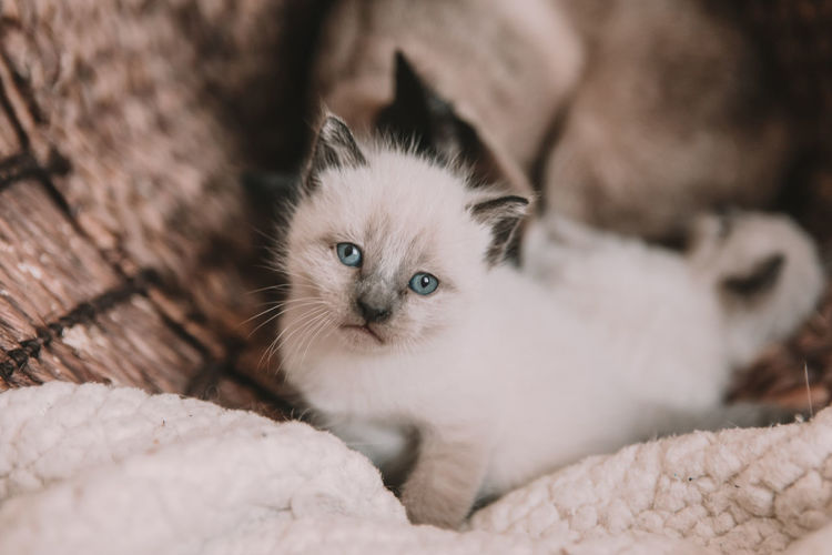 White siamese kitten with blue eyes