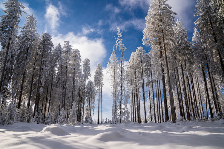 Trees growing on snow covered mountain against sky