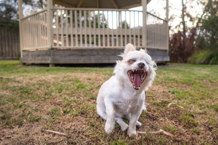Front view of yawning chihuahua on grass in back yard
