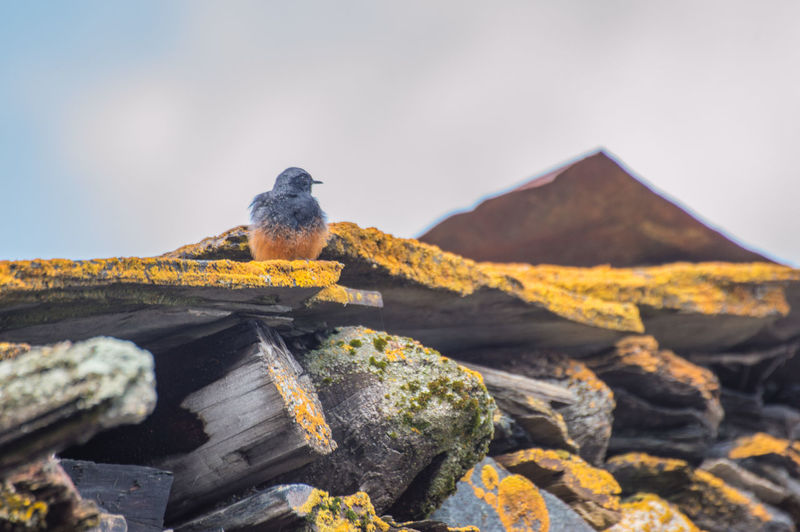 Low angle view of bird perching on rock roof