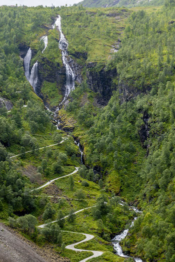 High angle view of trees in forest