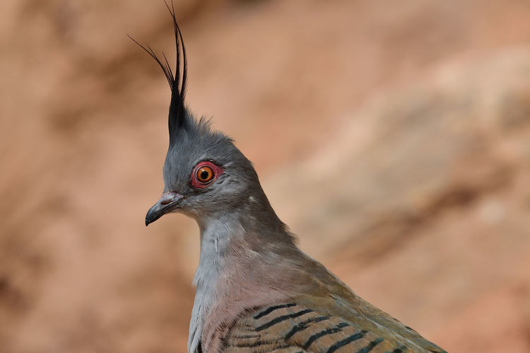 Close up portrait of a crested pigeon 