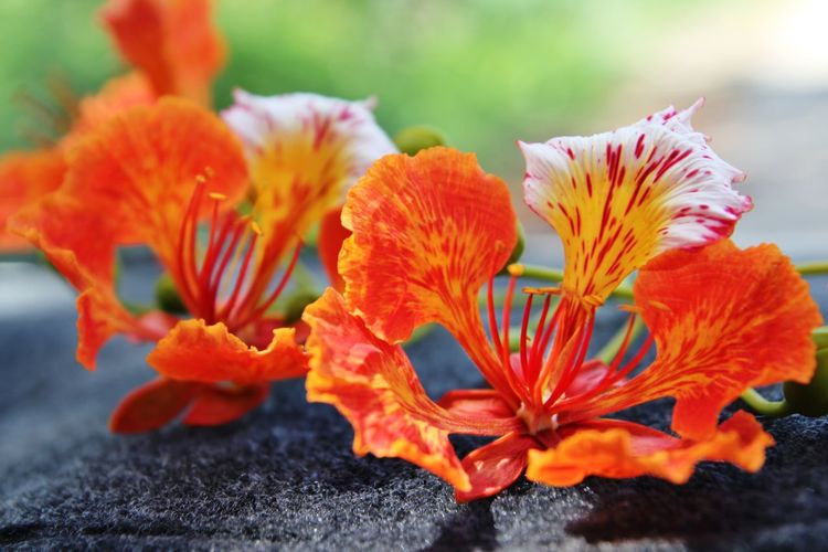 Close-up of orange flowers on land