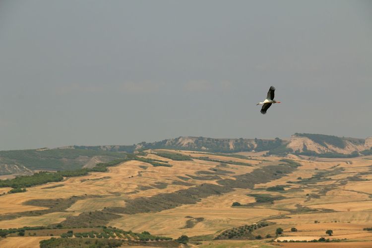 Stork flying over landscape against clear sky