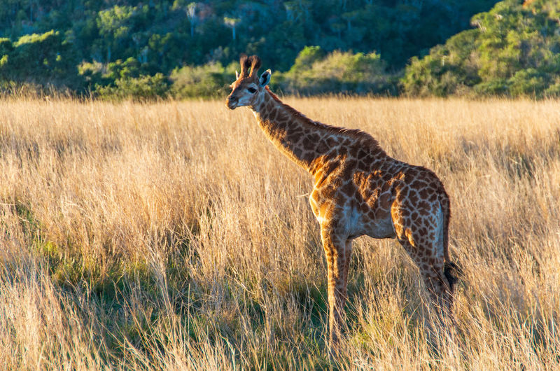 Side view of giraffe standing on landscape