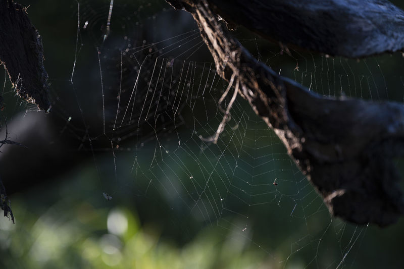 A macro shot of spiders world. webs glittering from backlight. dark spooky tone and green backdrop. 
