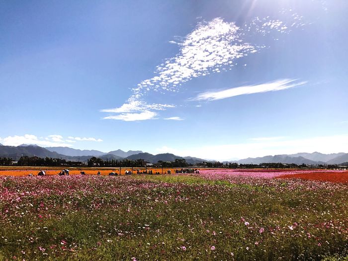 Scenic view of flowers on field against sky