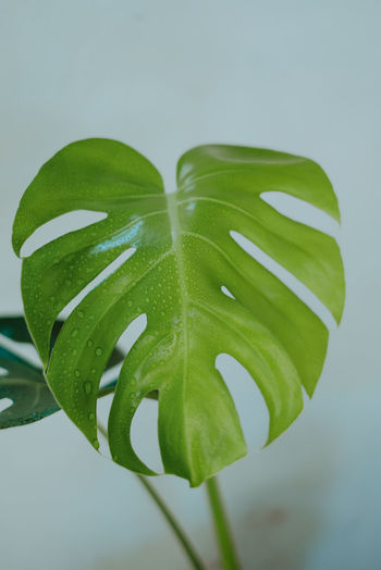 Close-up of green leaves on plant over white background