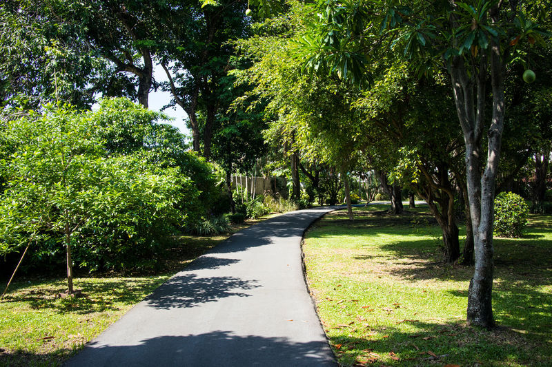 Road amidst trees in park