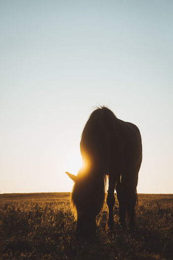 Horse grazing on field against clear sky during sunset