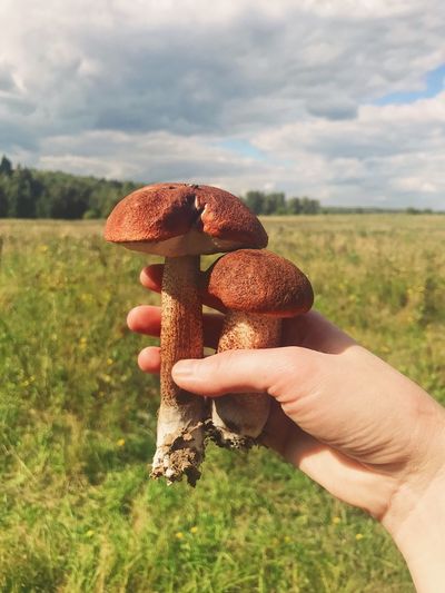 Close-up of hand holding mushroom on field