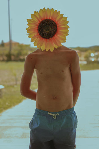 Head flower sunflower
