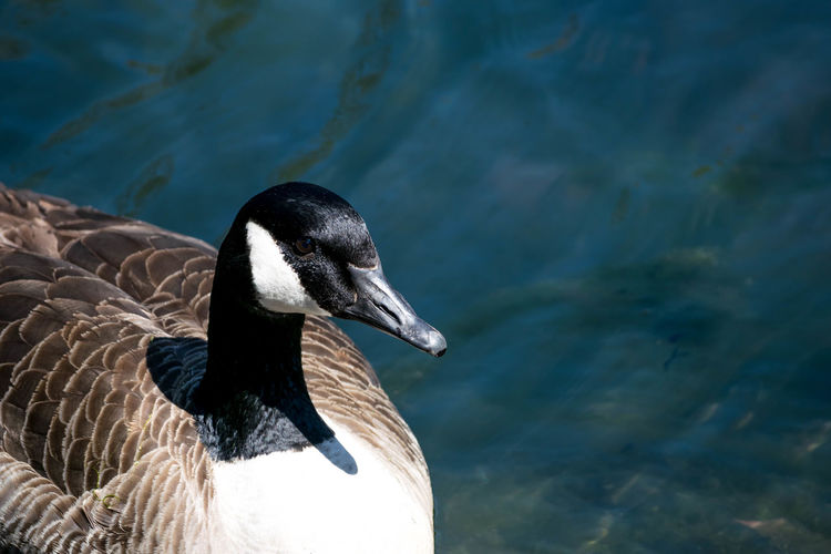 Close up of canada goose