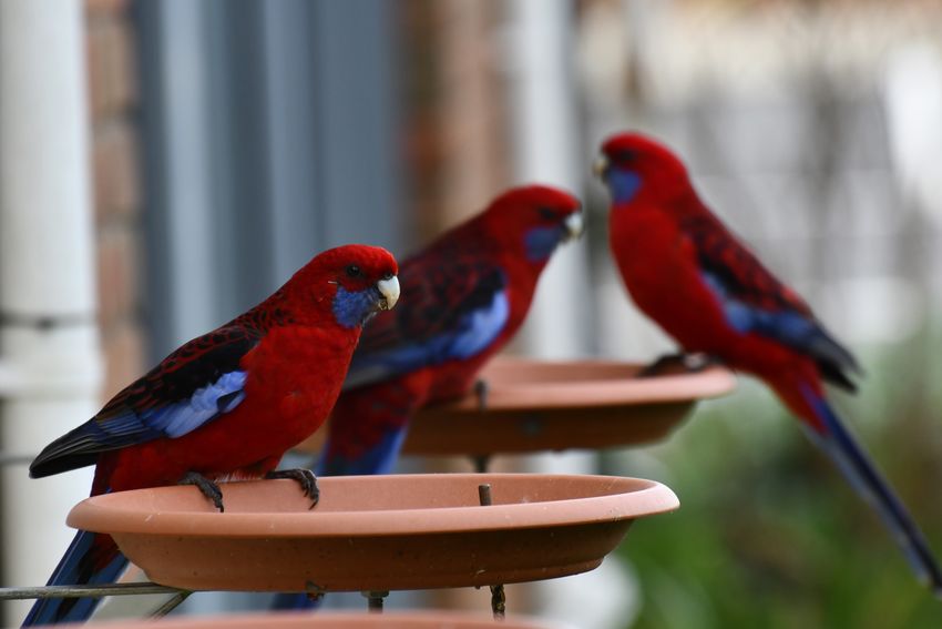 50 Bird Feeder Pictures Hd Download Authentic Images On Eyeem