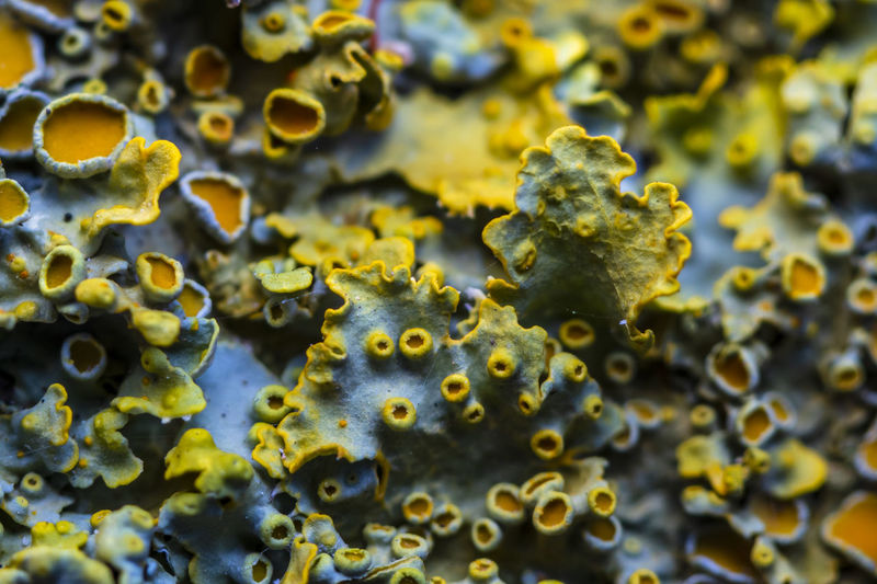 Full frame shot of yellow lichen on a branc